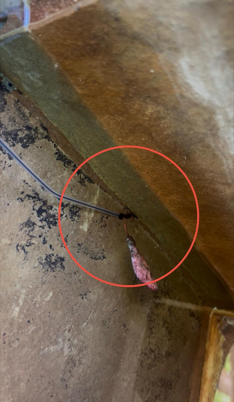 Red leak detection dye being pulled into a crack at the front throat of a pool skimmer underwater, circled in red